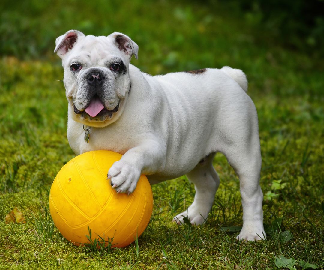 A dog holding a yellow ball