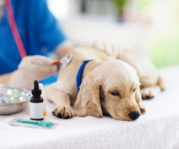 A dog lying on a table with a stethoscope