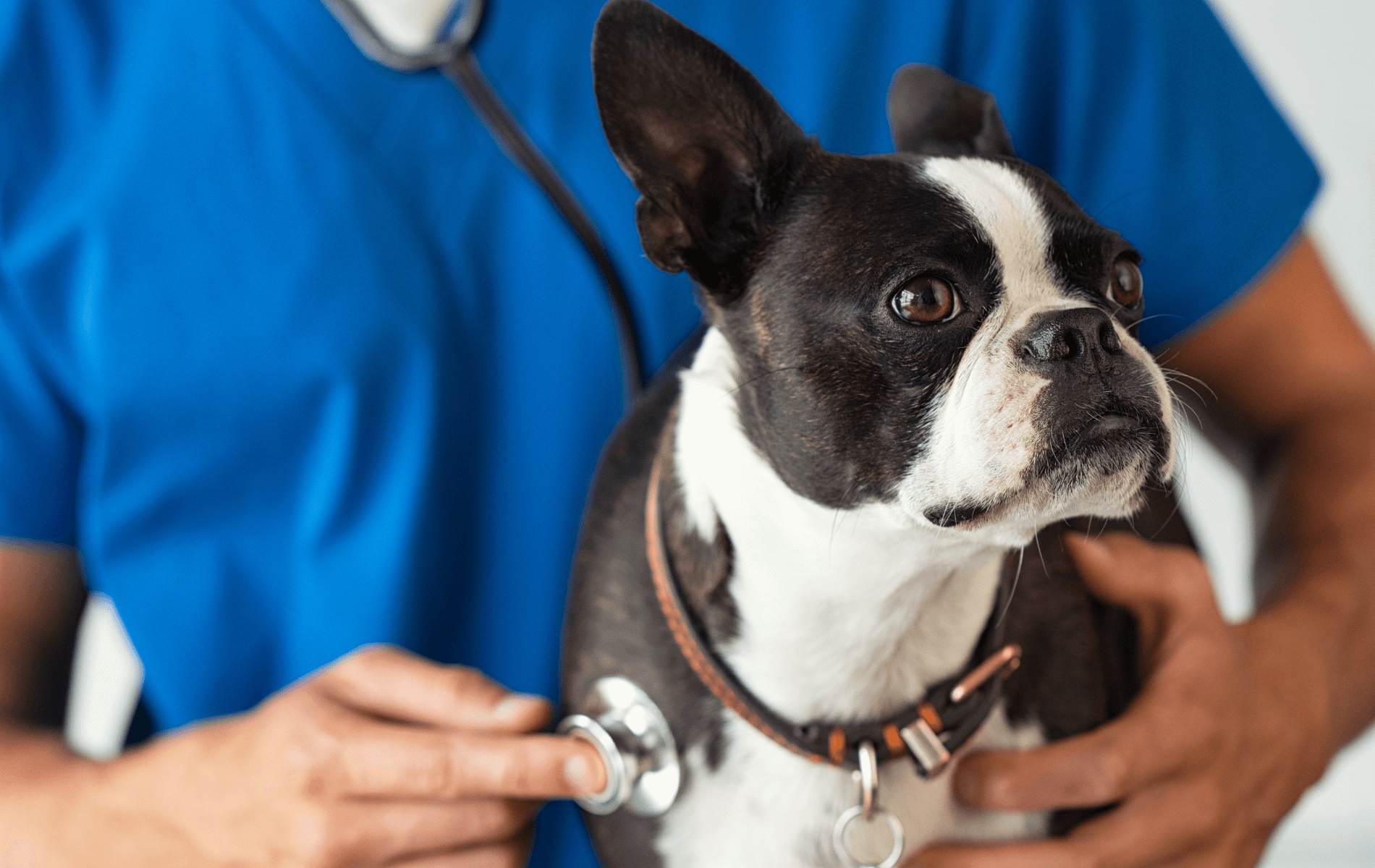 A dog with a stethoscope on its neck
