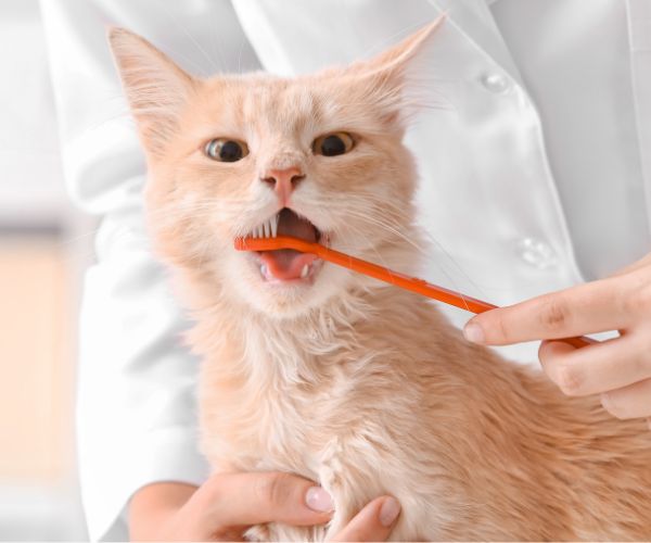 brushing a cats teeth