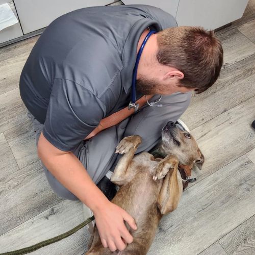 a vet staff in gray scrubs cuddles a relaxed brown dog
