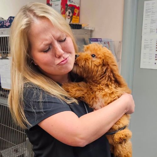 a vet staff cuddles a fluffy brown puppy